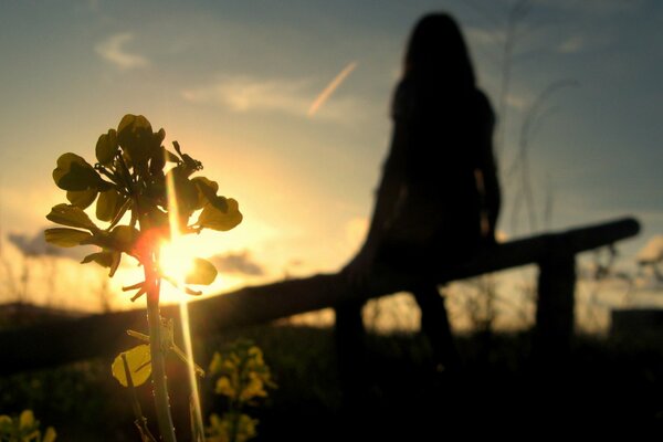 Una chica se sienta en un banco y admira la puesta de sol