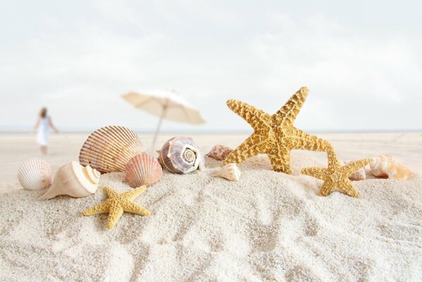 On the white beach sand on the seashore lying shells, seashells and starfish