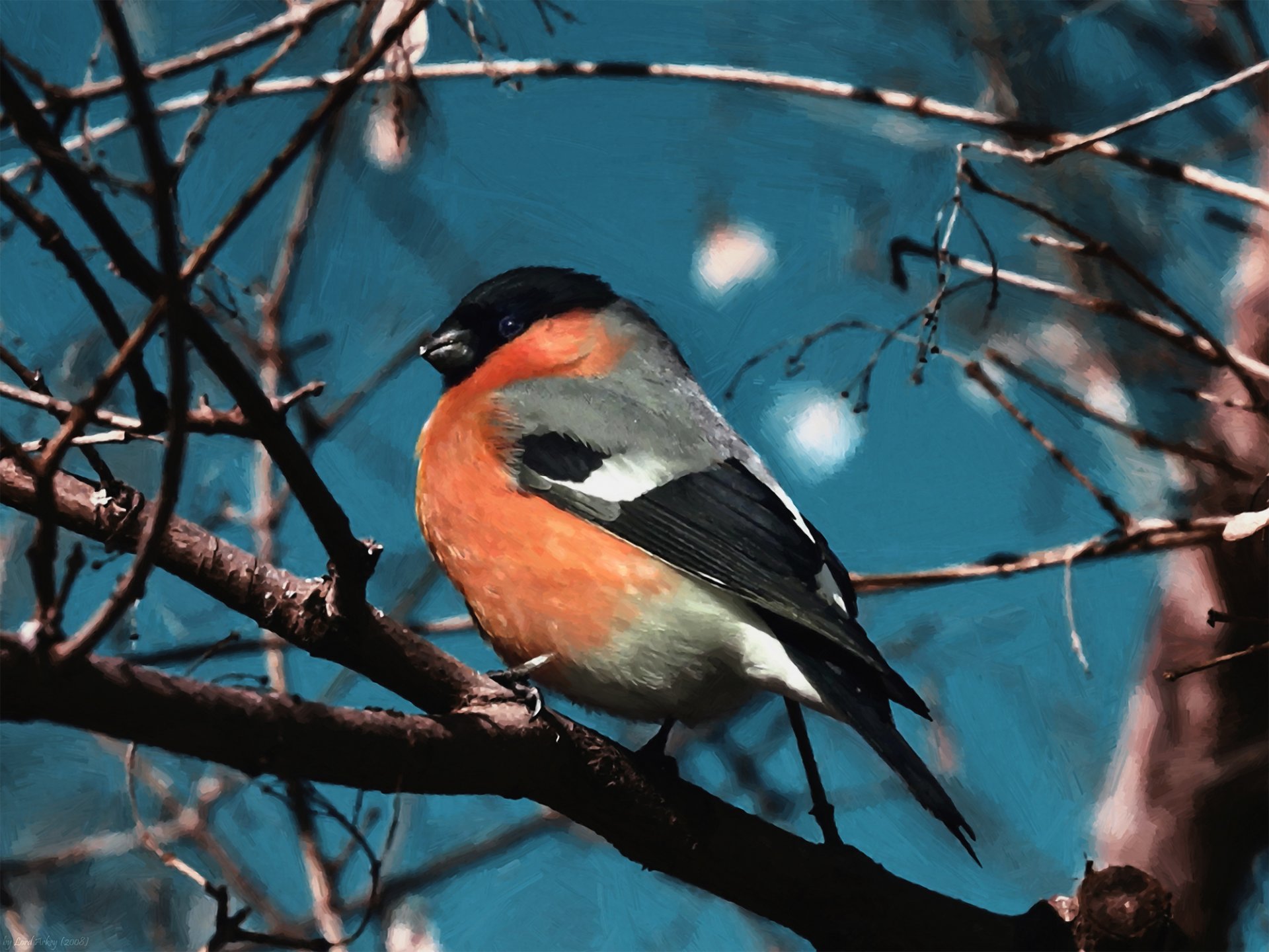 art bullfinch poultry tree branch solar