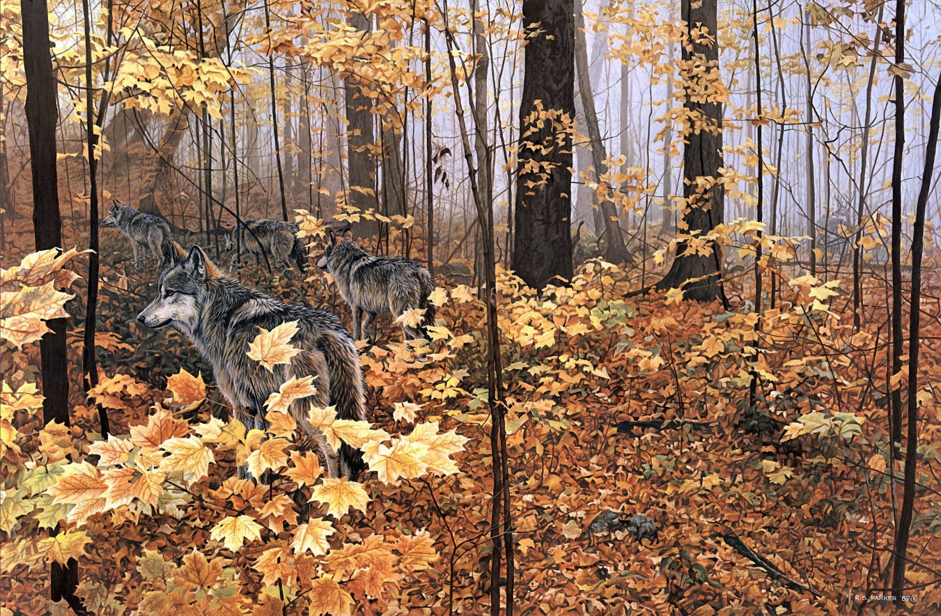 ron s. parker autunno aceri pittura natura foresta autunno animali lupi foglie gialle