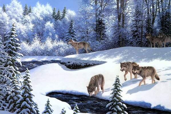 Wolves came to drink at the river in winter