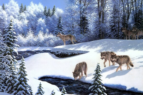 Los lobos vienen a beber en invierno al río