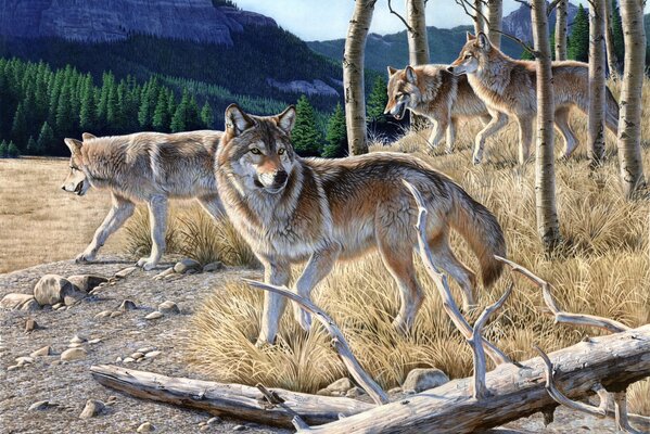 A pack of wolves in the forest. Hungry wolves