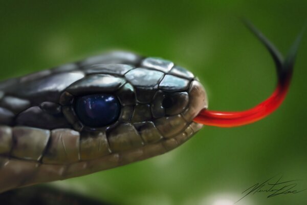 Snake head with tongue macro shooting on a green background