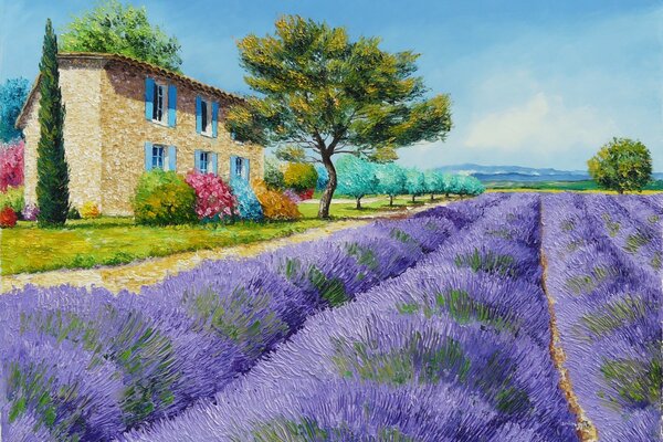 Landscape lavender field