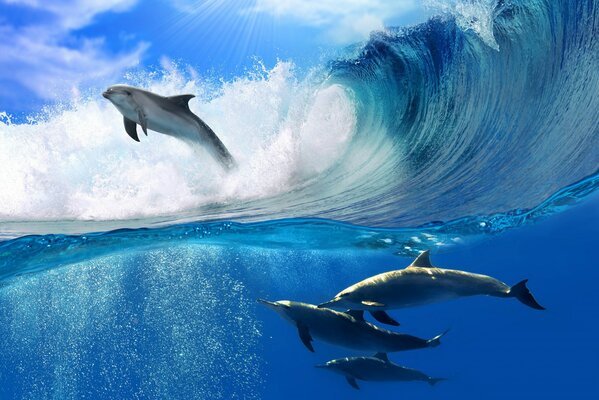 Дельфины в морской волне