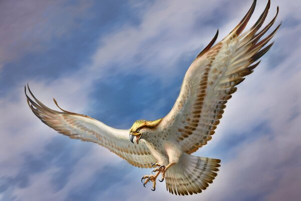 Falcon écartant largement les ailes planant dans le ciel