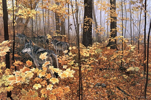 Branco di lupi nella foresta d autunno