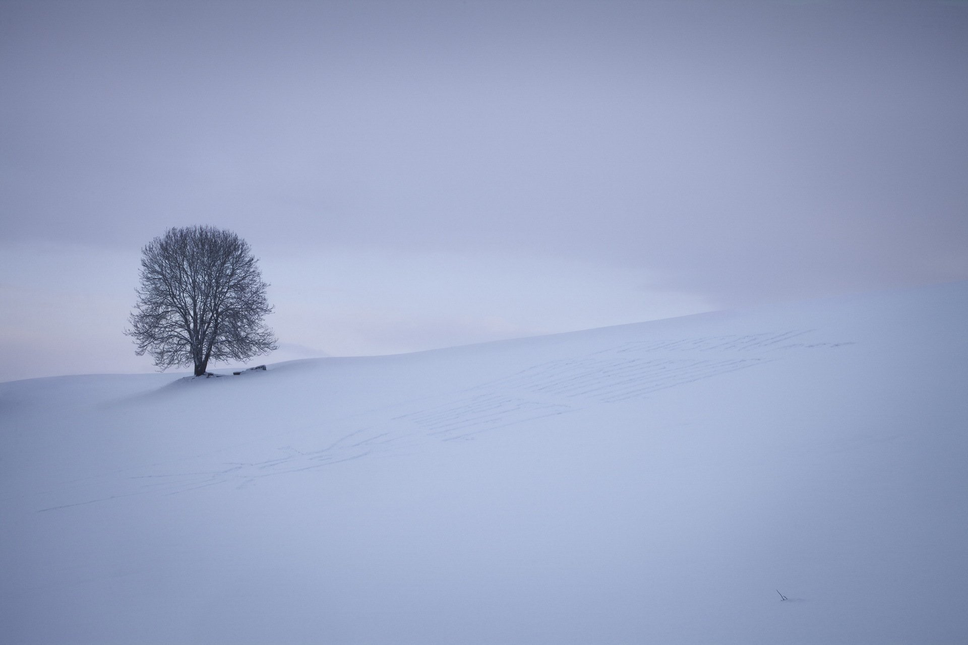 champ arbre nature