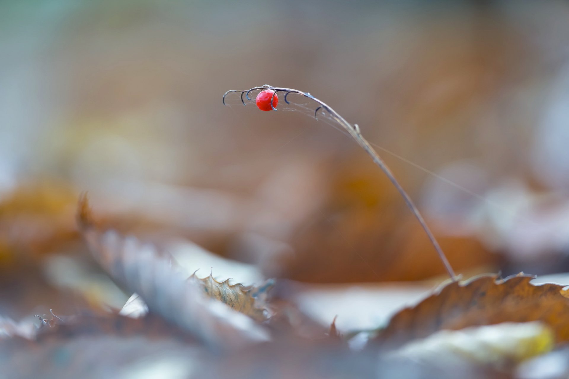 jagoda natura makro