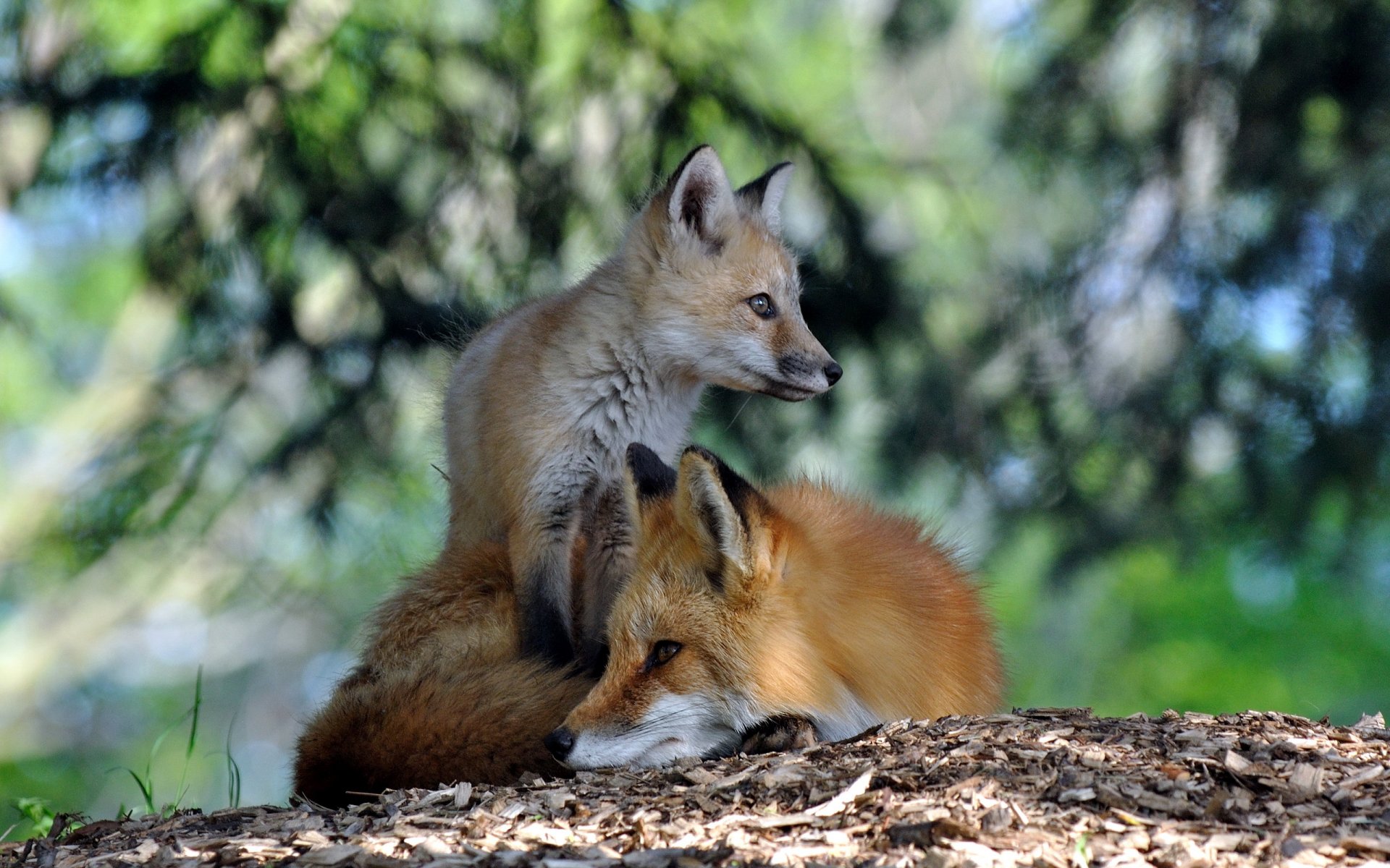 fox nature summer