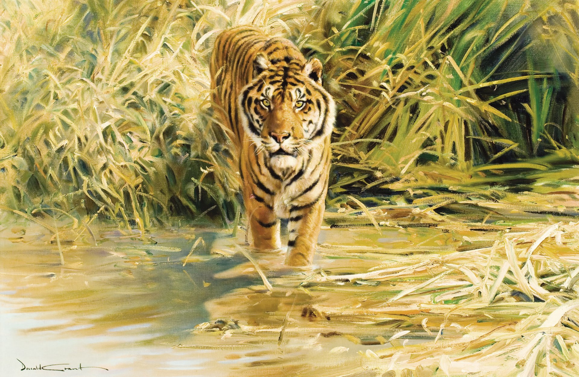 donald grant tigre dessin peinture