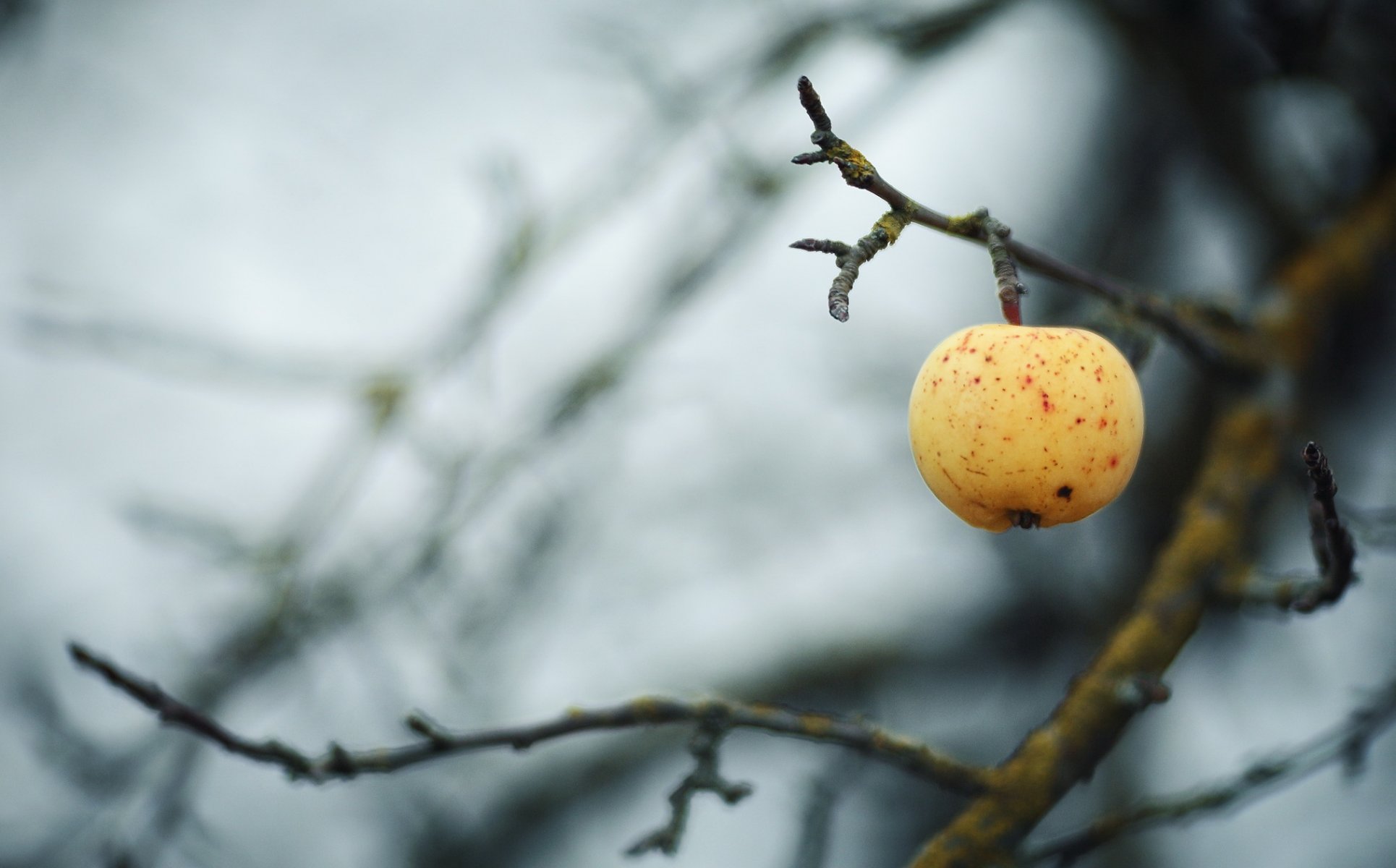 apfel zweig herbst