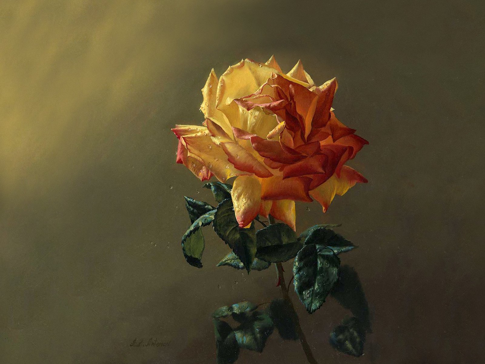 pintura flor rosa frescura rocío gotas pétalos hojas vegetación