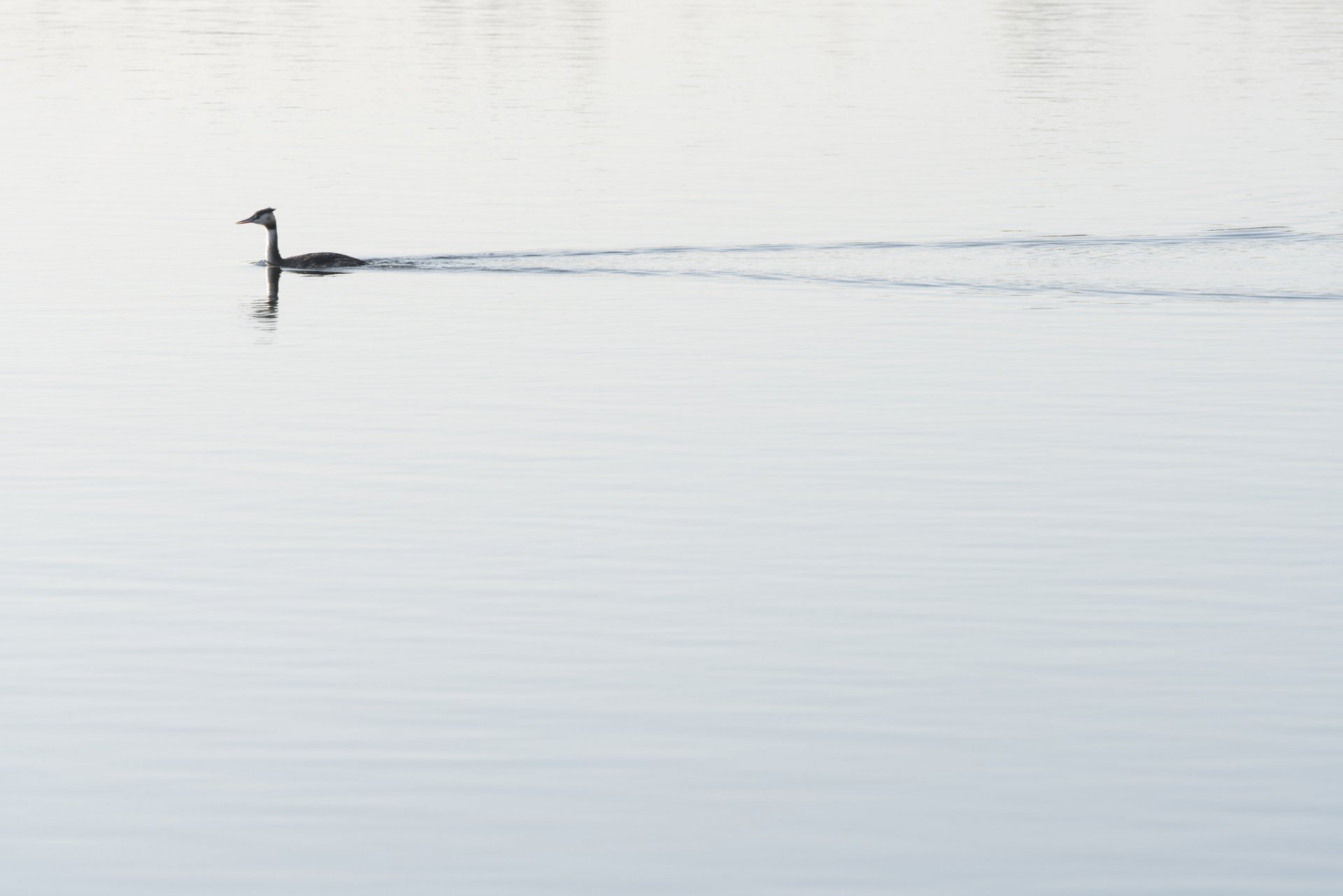 lago anatra natura