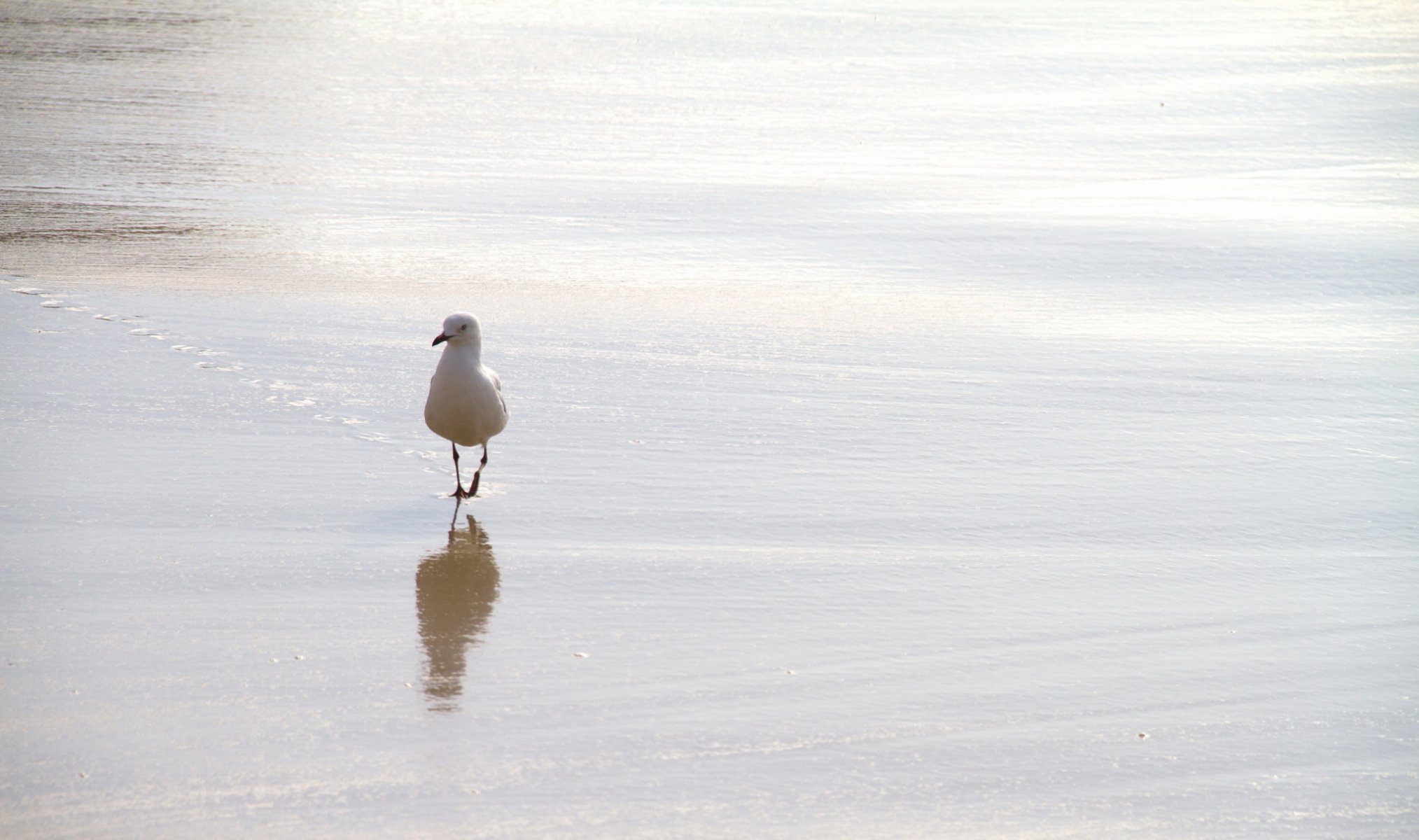 pájaro naturaleza fondo