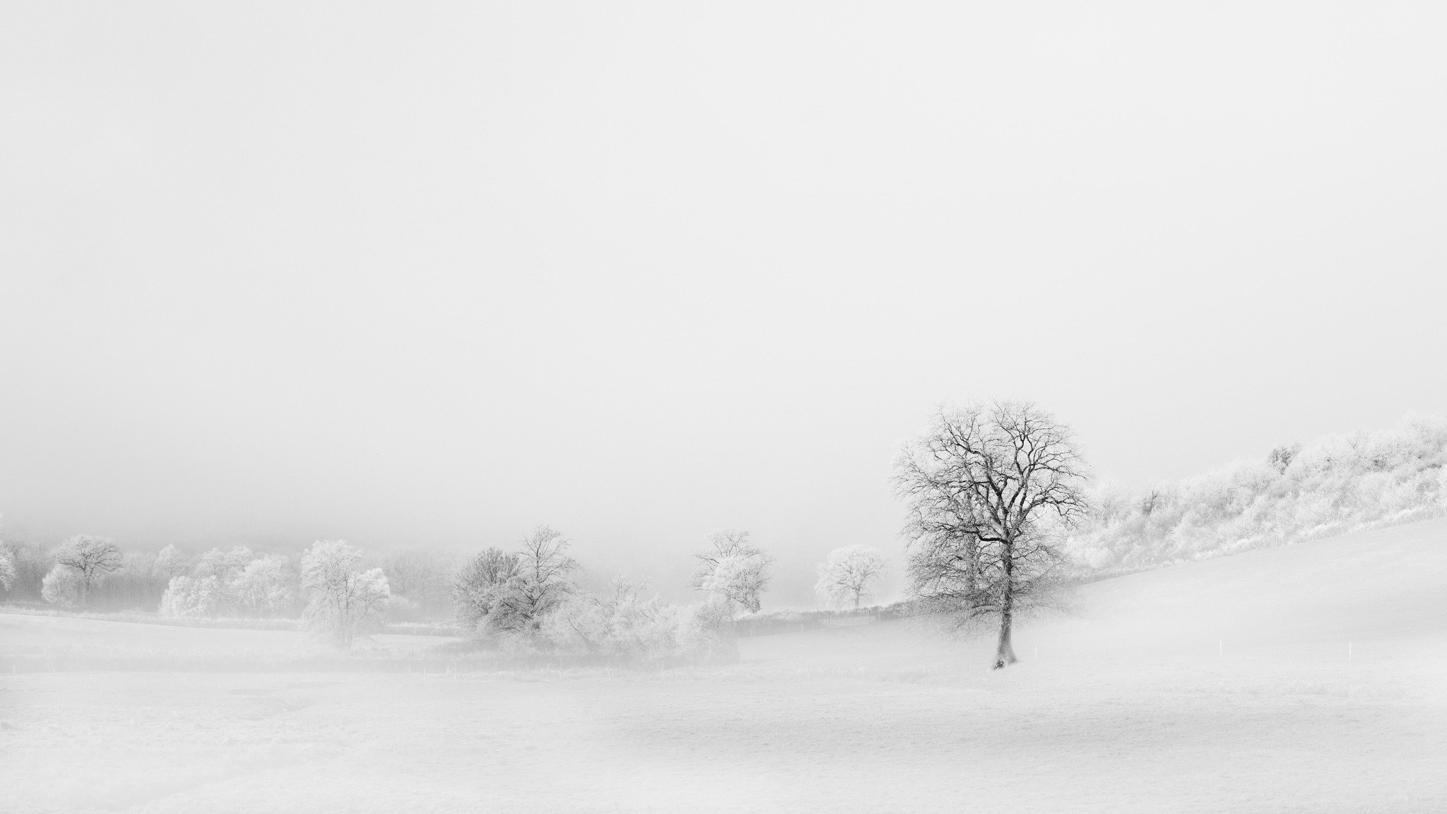 the field tree background