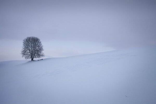 Winter Natur. Ein einsamer Baum im Feld