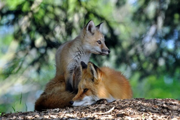 Foxes in the forest on a blurry background