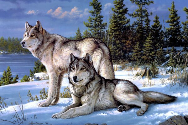 Due lupi sullo sfondo di una foresta invernale