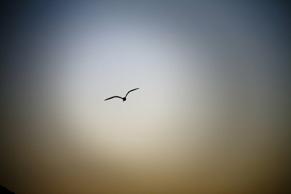 A bird in the evening sky
