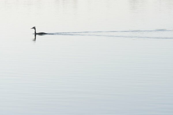 Die Natur. Ente am See