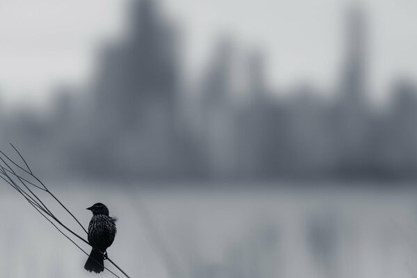 Fondo con un pájaro solitario en una rama