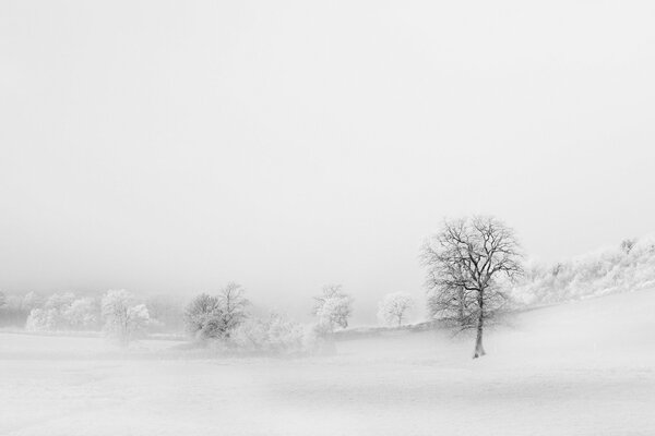 Ebony on a snow-covered field