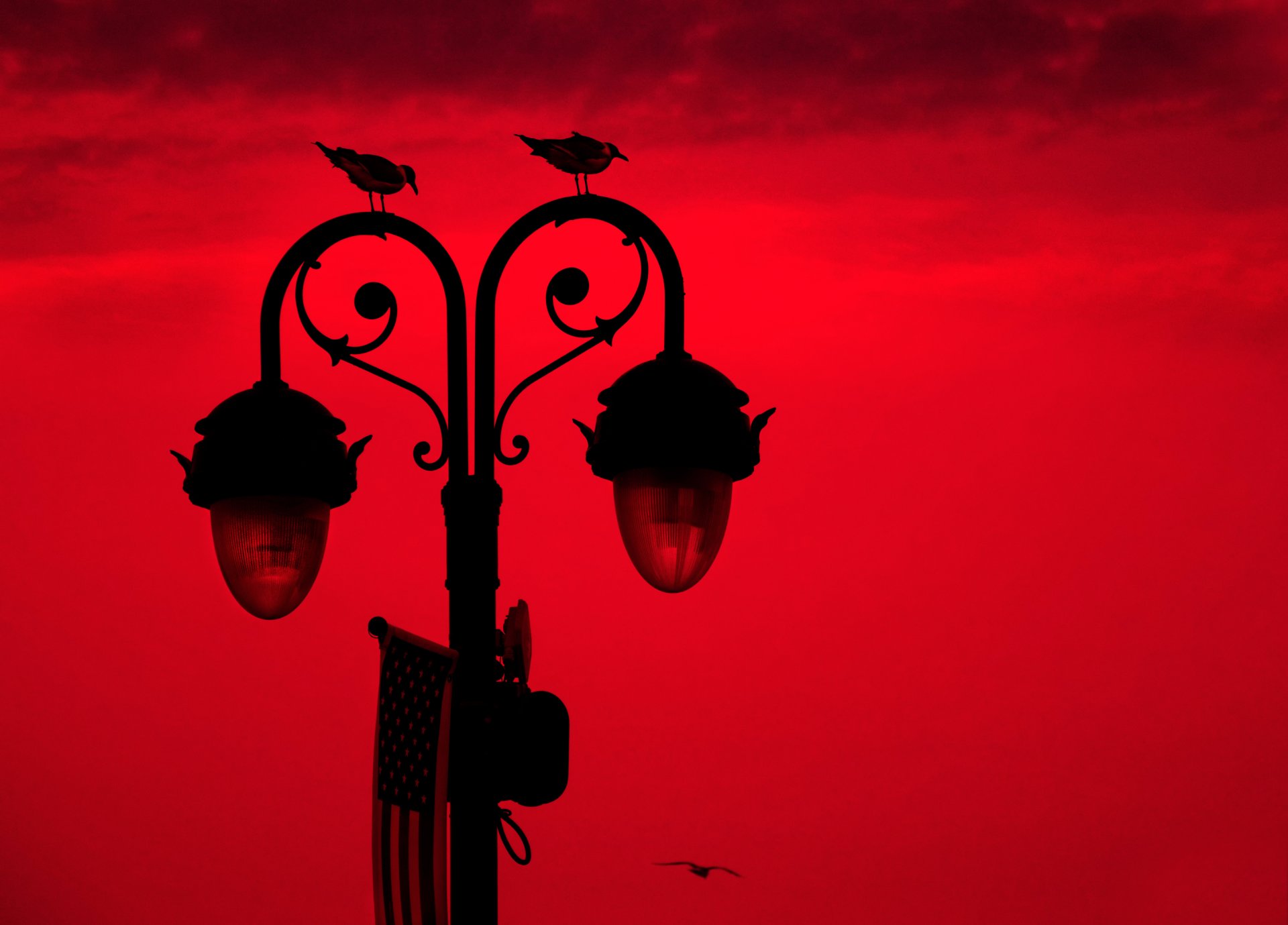 lamps background bird