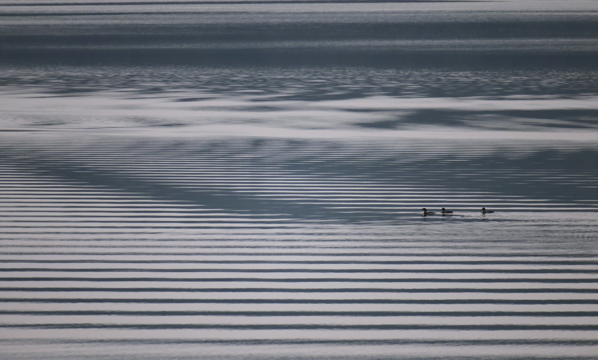 canards lac nature