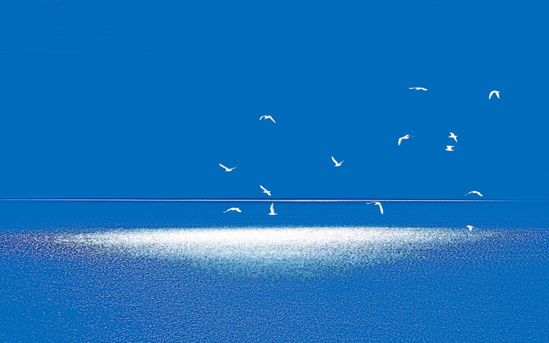 birds sea minimalism landscape