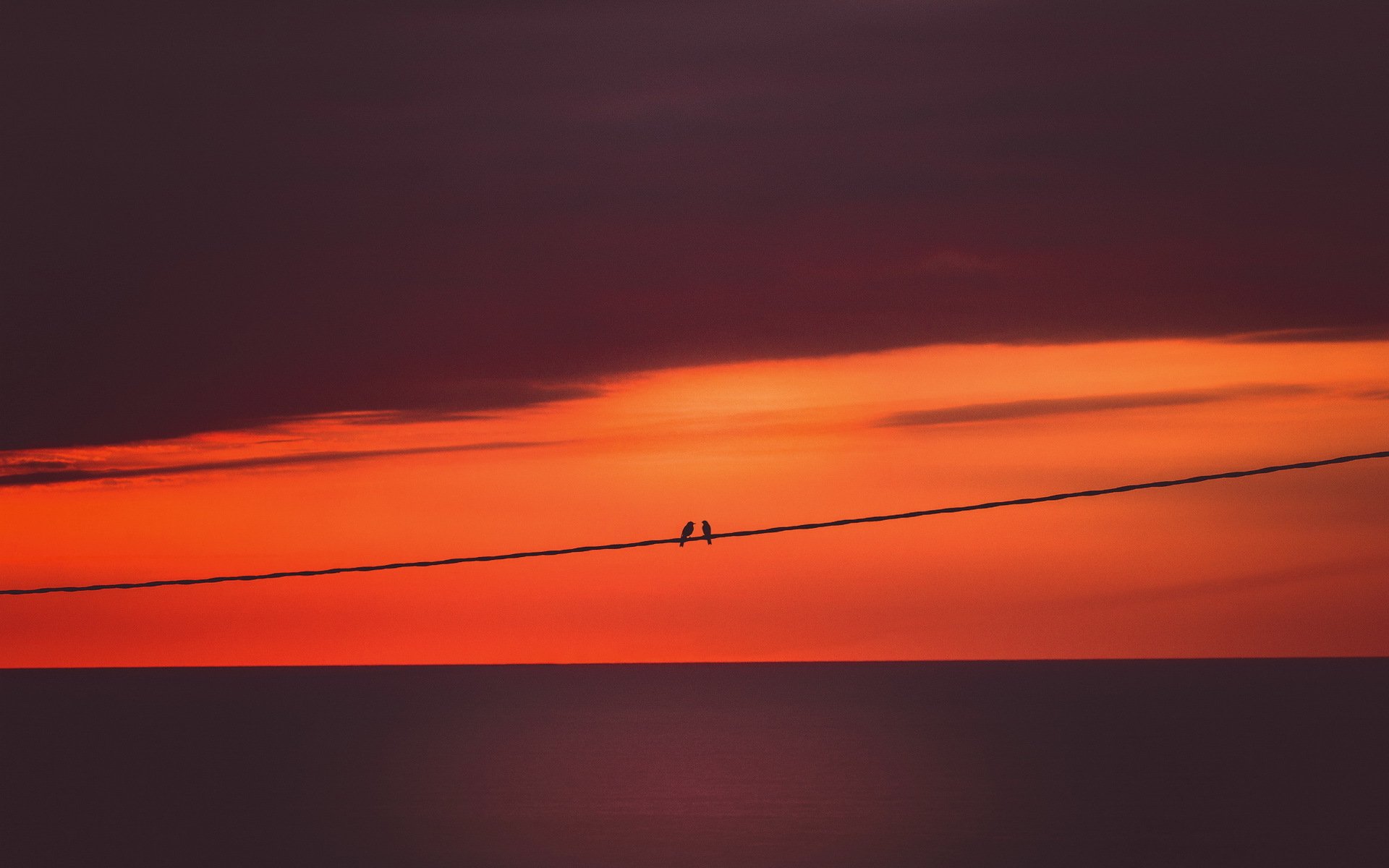 coucher de soleil oiseaux fond