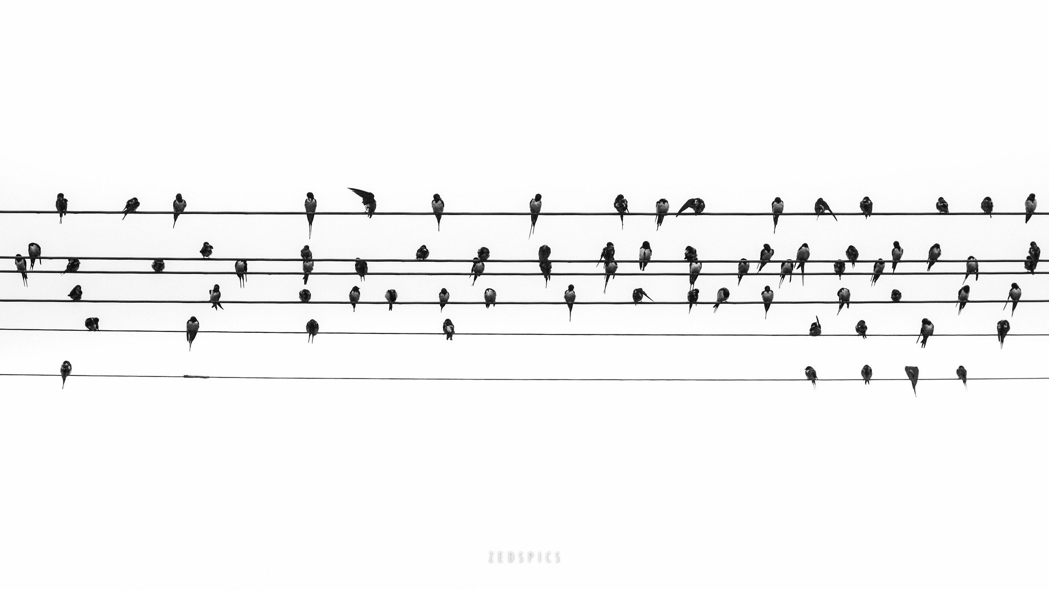 birds wire notes music