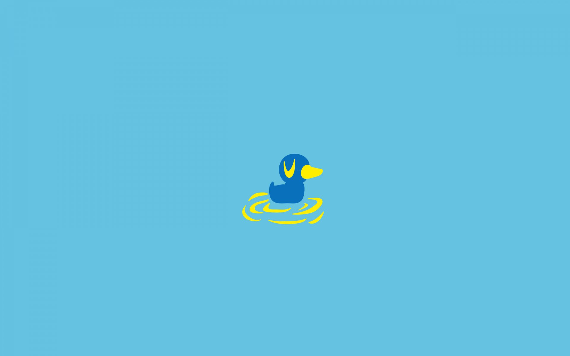 poultry duck duckling water