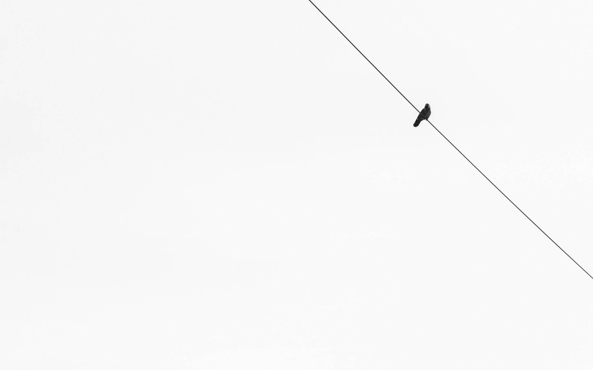 vogel hintergrund minimalismus