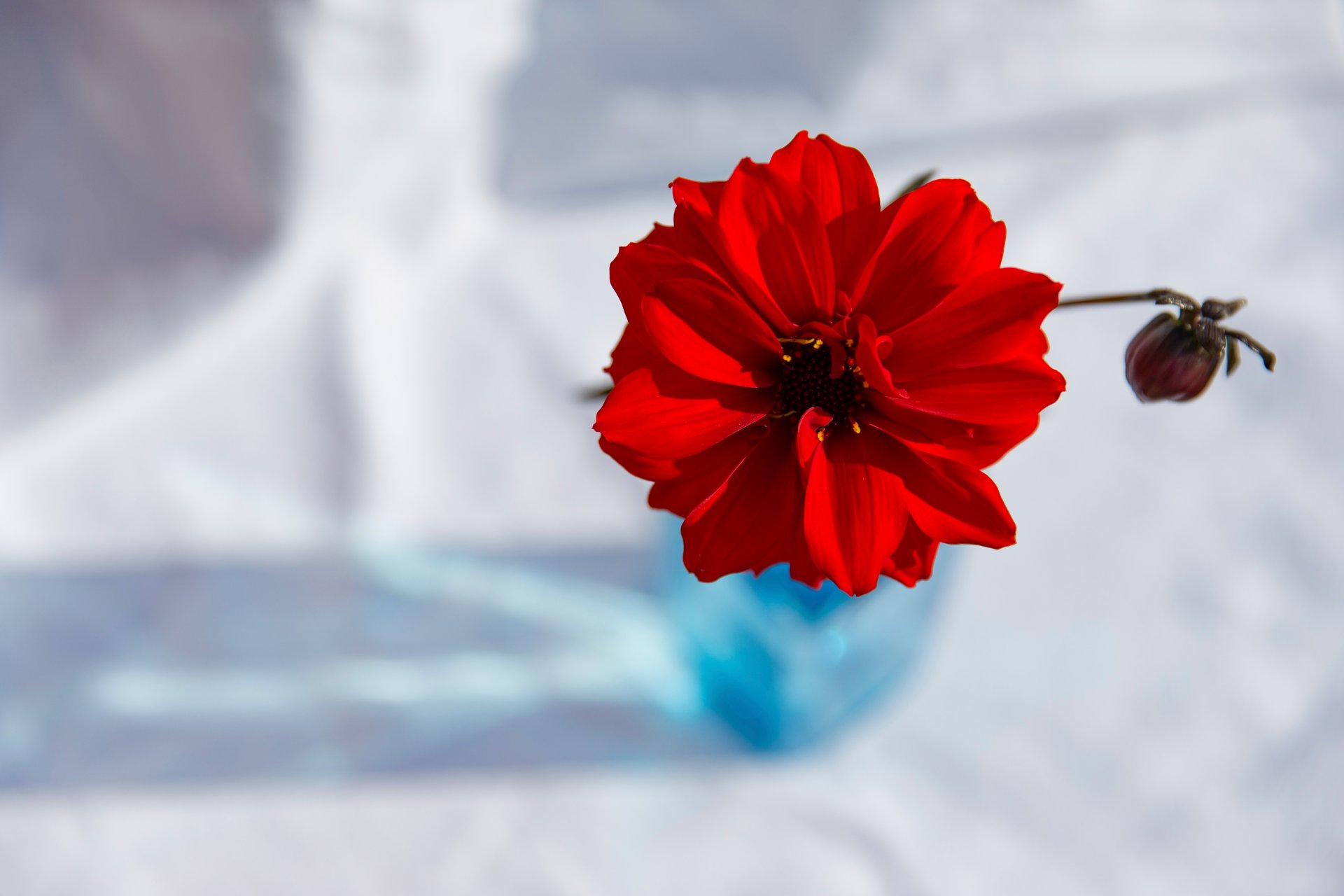 red dahlia flower background