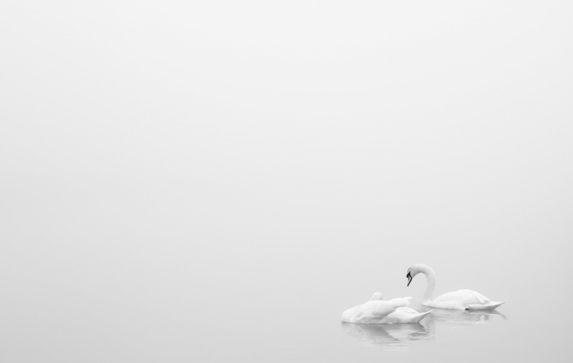 lago cigni minimalismo