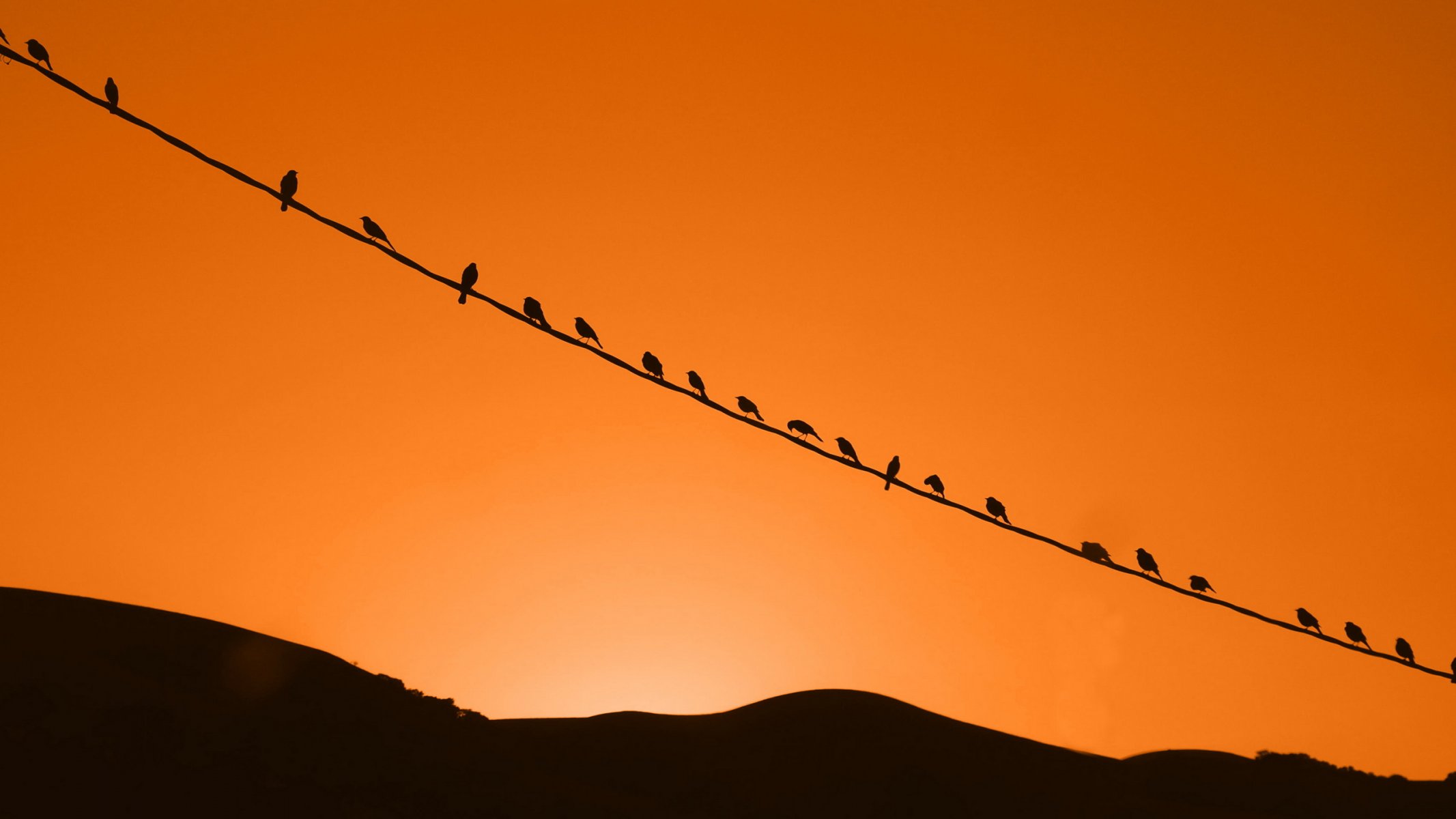 sonnenuntergang vögel himmel natur