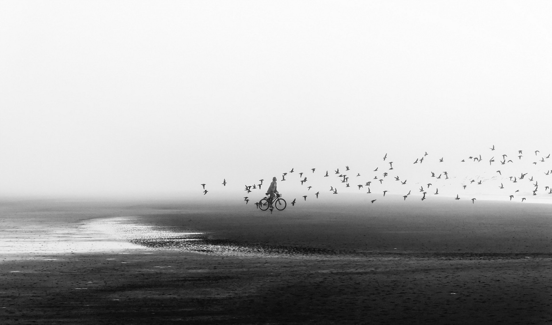 vélo plage oiseaux