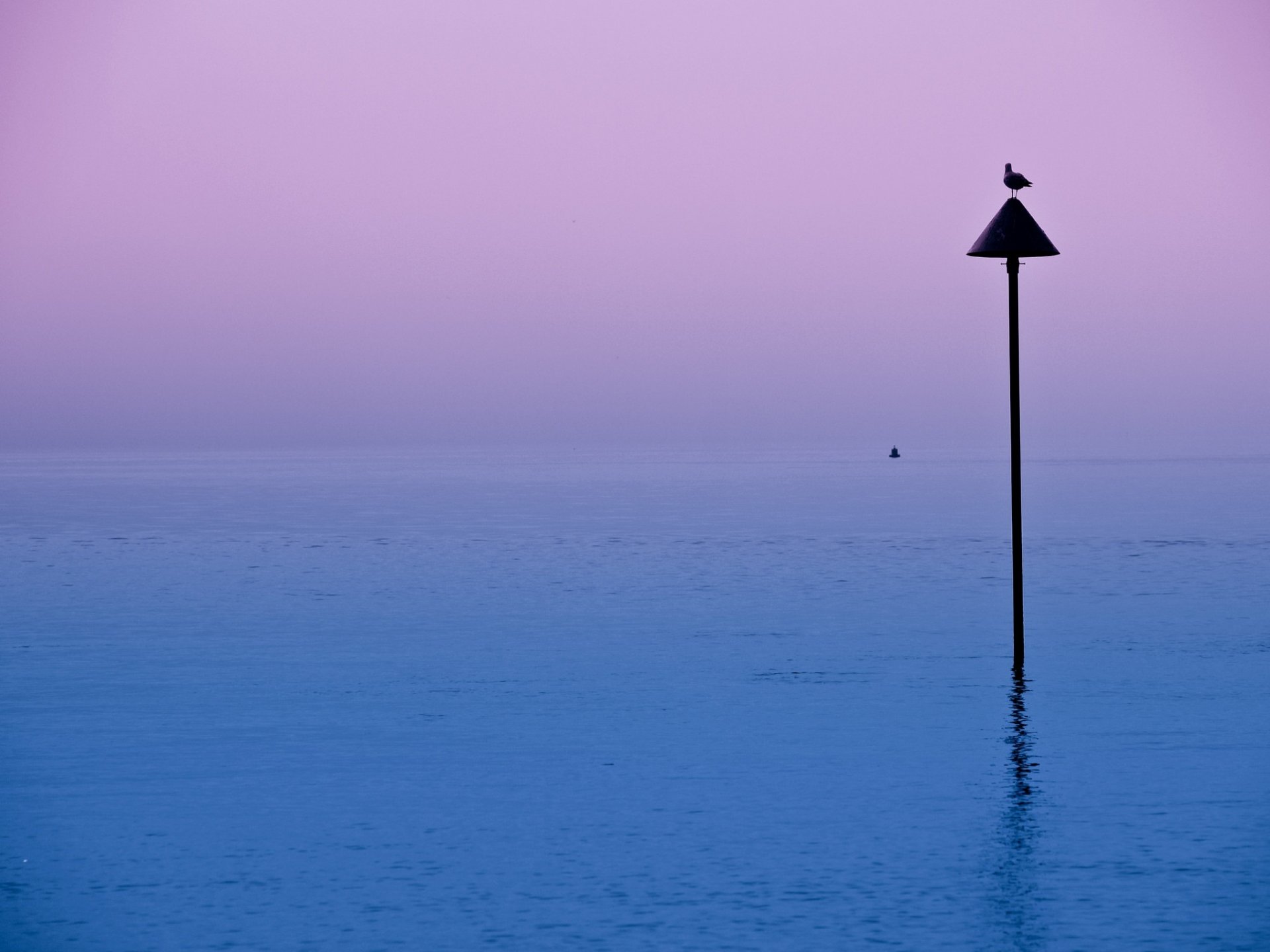 notte lago uccello