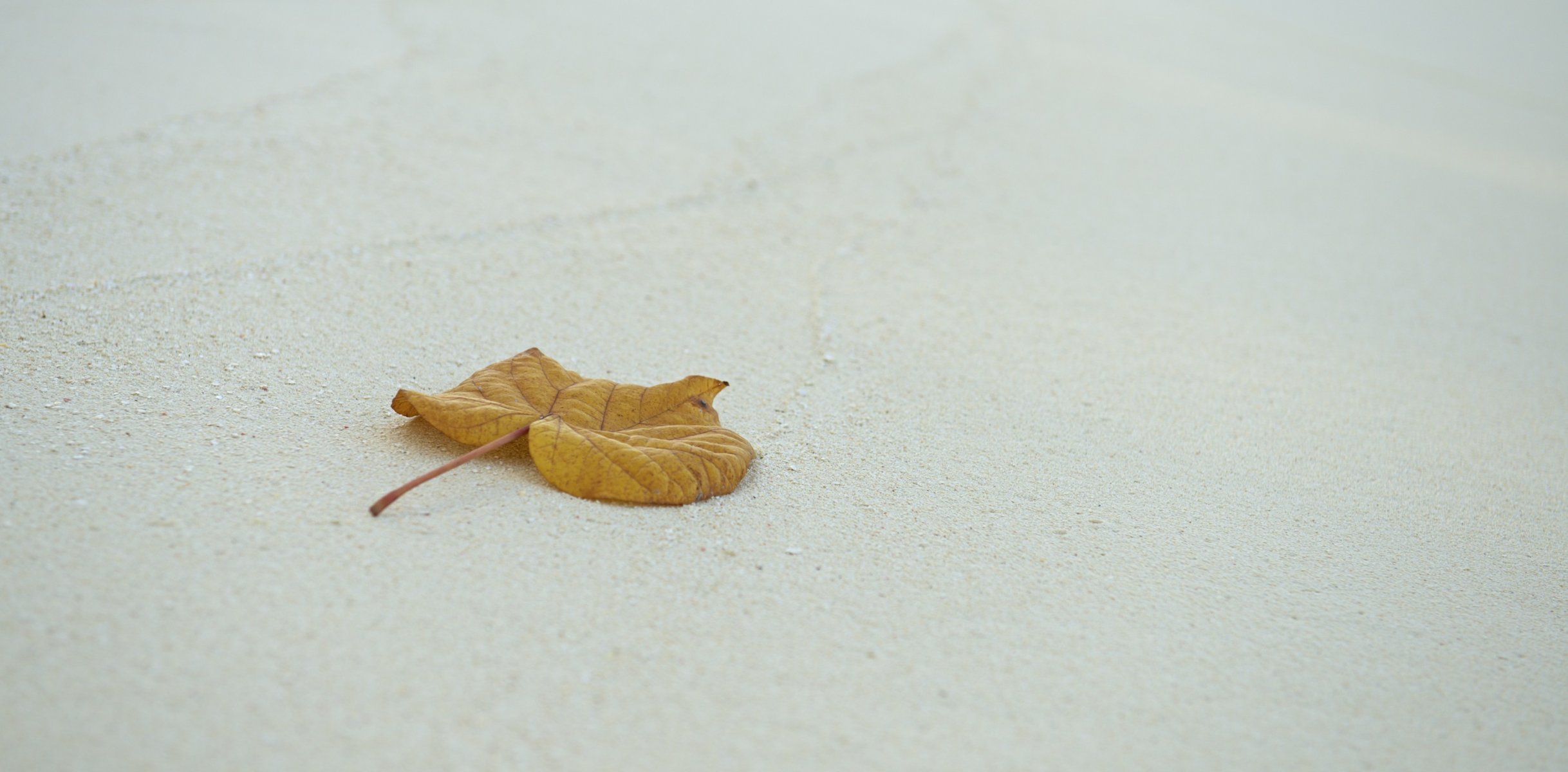 jamie frith fotograf foto sand blatt blatt