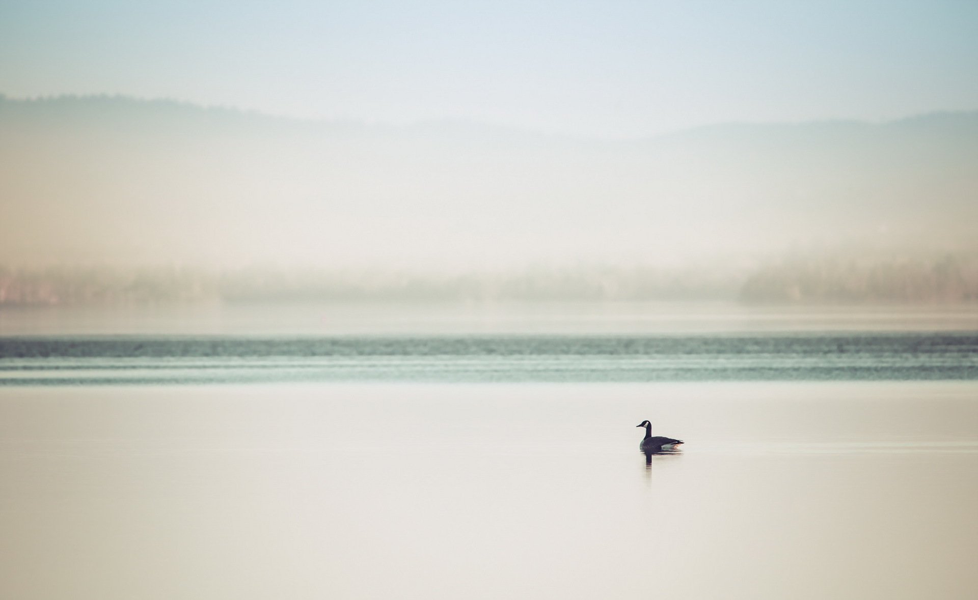 pato lago niebla