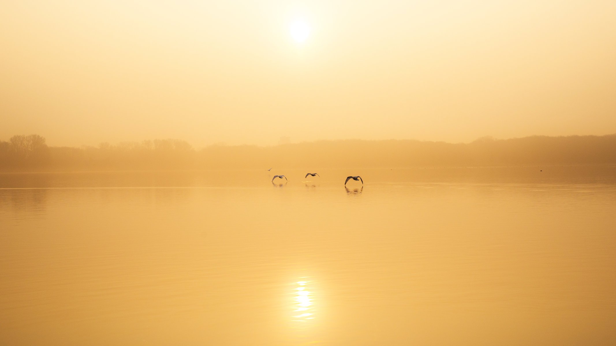 lake birds fog