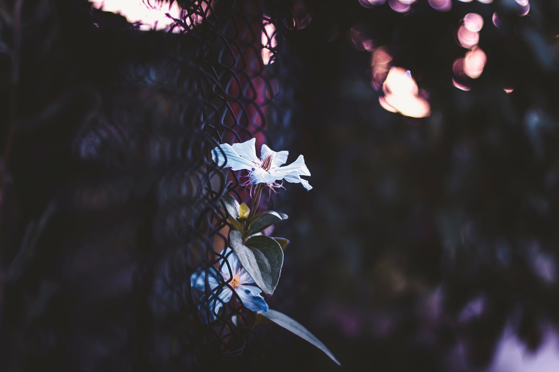 fleur filet maille bokeh