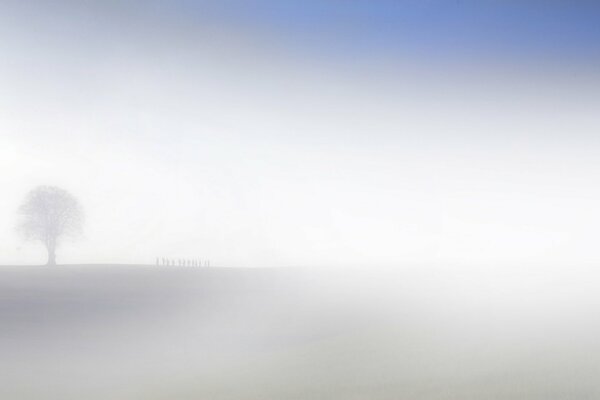 El campo está en la niebla. Se ve la silueta del árbol