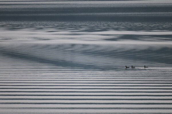 Paysage minimaliste: lac et canards