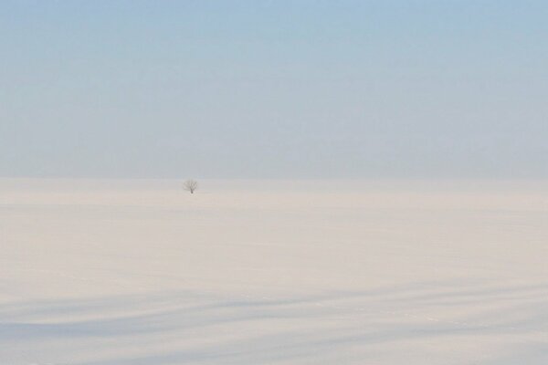 Albero in mezzo al deserto, sabbie bianche