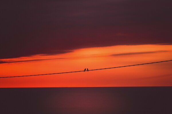 Pareja solitaria de pájaros disfrutando de la puesta de sol