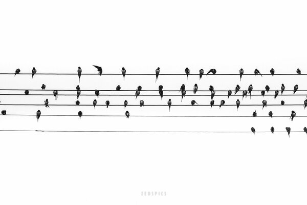 Oiseaux sur le fil comme notes de musique