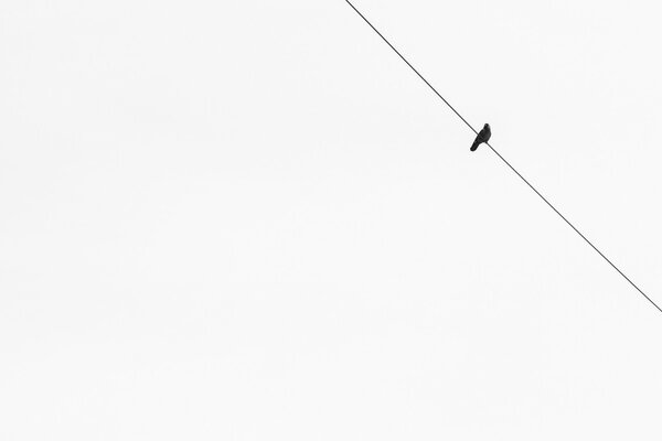 Minimalism White background and a bird on a wire